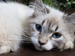 white cat with blue eyes closeup