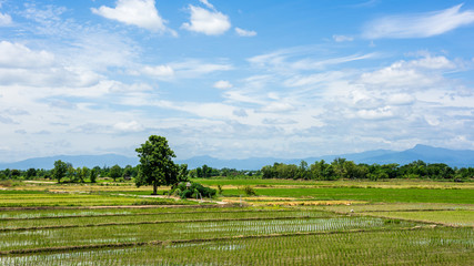 Fototapeta na wymiar Rice field and blue sky with cloud