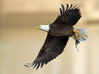 American Bald Eagle in flight with Large Fish