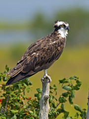 Osprey sitting in a tree.