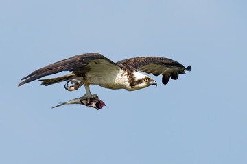 Osprey in flight with fish