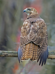 Red-tailed Hawk on branch Rear Profile