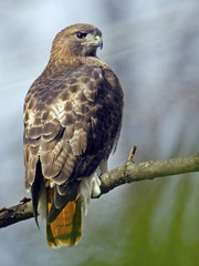 Red-tailed Hawk on branch Rear Profile