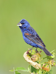 Blue Grosbeak Standing on a Branch