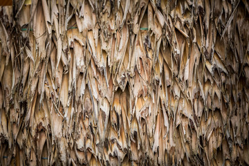 Straw pattern Thatch background.