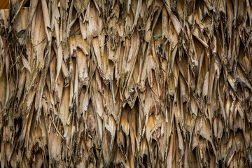 Straw pattern Thatch background.