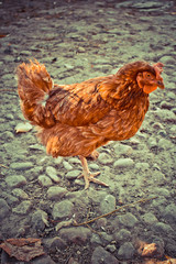 Rooster on the farm.