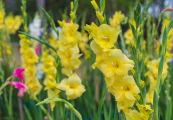 Fototapeta premium Bunch of colorful Gladiolus flowers in garden