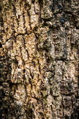 texture of tree bark
