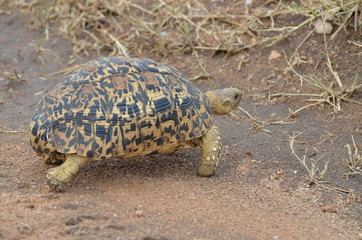 Tartaruga leopardo Serengeti