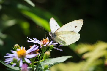 Butterfly and flower in summer nature
