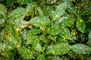 Golden green Pothos texture.