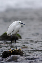 The little egret (Egretta garzetta) standing on a stone