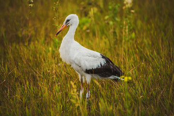 stork walking on the grass