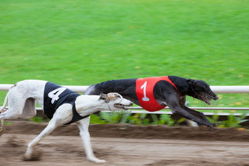 Greyhound dogs racing