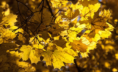 Colorful autumn maple leaves.