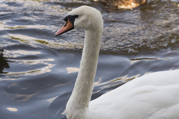 Fototapeta premium White Swan