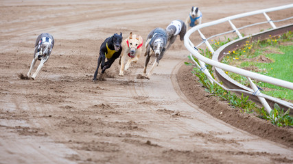 Greyhound dogs racing - 90993505