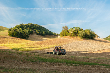 A tractor in a hill cornfield in the italian region of Marche