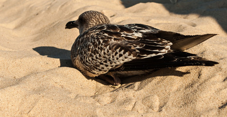Seagull sitting on the sand © summit fever