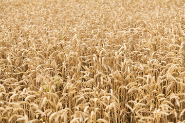 field of ripening wheat ears or rye spikes