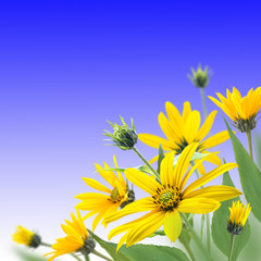 Yellow flowers bouquet on the blue background