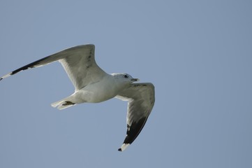 fliegen 22
