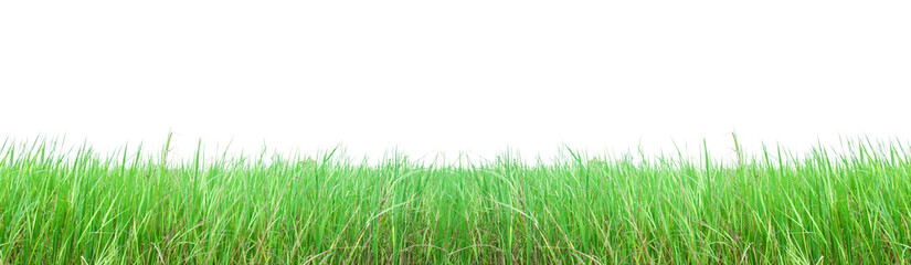 Green grass isolated on white background