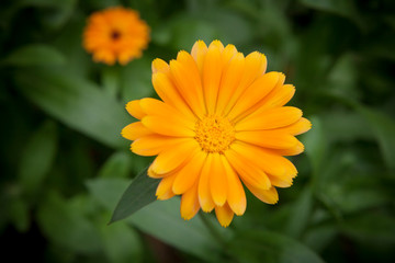 One yellow flower and green leaves