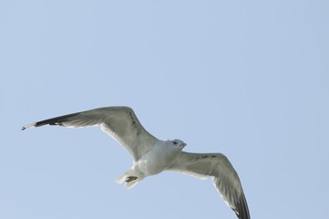 fliegen 28