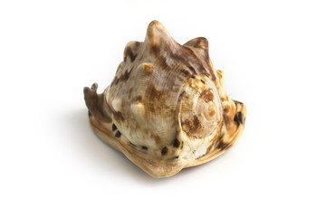 Cassis tuberosa on white background