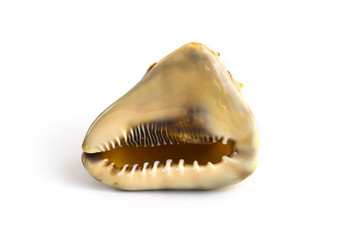 Cassis tuberosa on white background