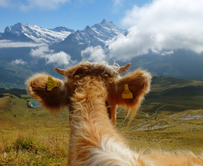 Alpenkuh mit Berglandschaft