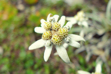 Edelweiss