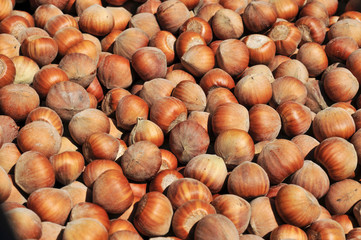 hazelnuts in shell