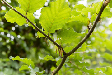 lower part of the leaves and branches of beech