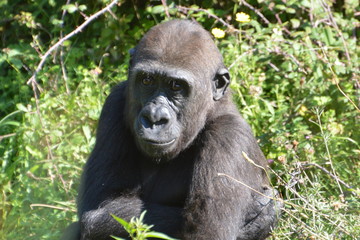 gorille