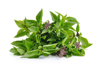 Sweet Basil on white background