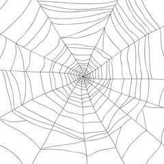 Spider and web isolated on white, vector