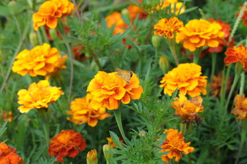Fototapeta premium marigolds 01