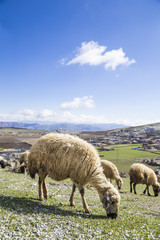 Fototapeta premium sheep (flocks) feeding on meadow