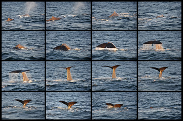 Naklejka premium immersione balena