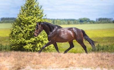 Fototapeta premium horse