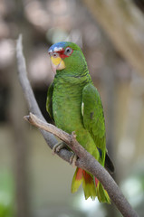 Profile of a White Fronted Amazon Parrot