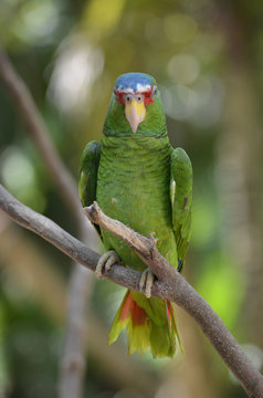 White Fronted Amazon Parrot on Branch