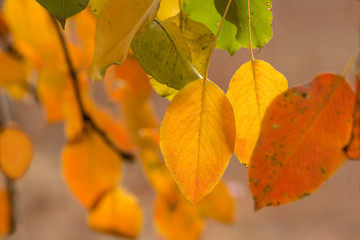Multi-colored autumn leaves