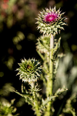 Budding wild Thistle plant of brilliant pink and green