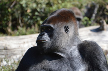 gorille