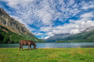 Obraz premium Horse in a meadow in front of an alpine lake in the Alps