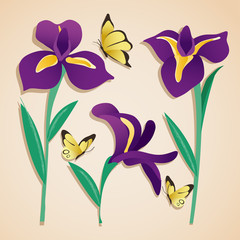 Iris Flower Illustration